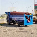 Ajil Gold Lave Plant